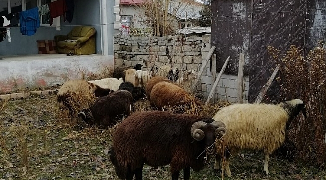 Ağrı'da küçükbaş hayvan çaldığı iddia edilen 2 kişi serbest bırakıldı