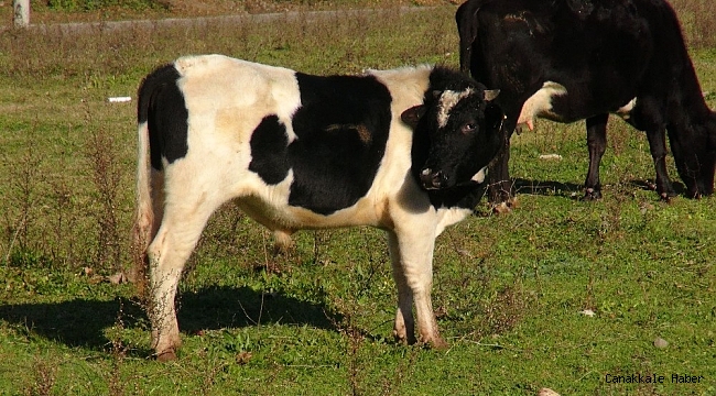 Ahırına giren hayvanın sahibini bulmaya çalışırken bilinmezin içine düştü