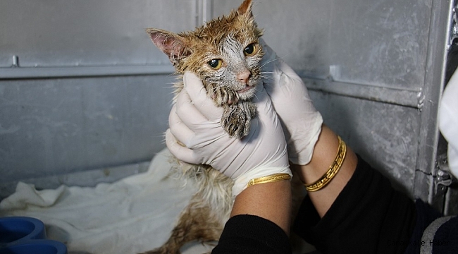 Akaryakıt tankına düşen kedi, zeytinyağı ile 2 saatte temizlendi