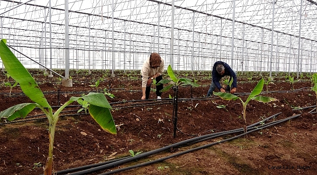 Akıllı sistemle yönetilen serada yıl boyu muz üretilecek