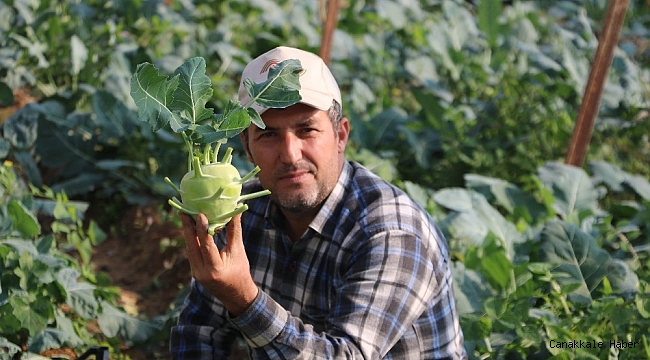 Alanya&#039;da şifası saymakla bitmeyen alabaş hasatı başladı