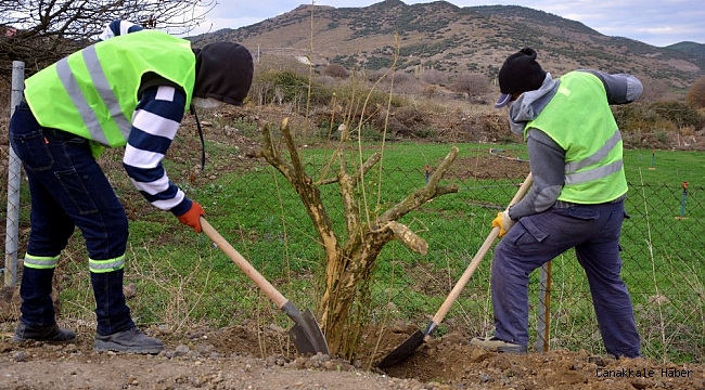 Aliağa Belediyesinden Çıtak Mahallesine 600 nar ağacı