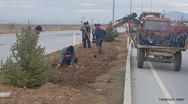 Altıntaş&#039;ta süs bitkisi dikimi