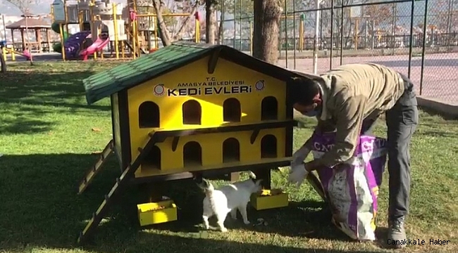 Amasya Belediyesi ekipleri sokak hayvanlarını unutmadı
