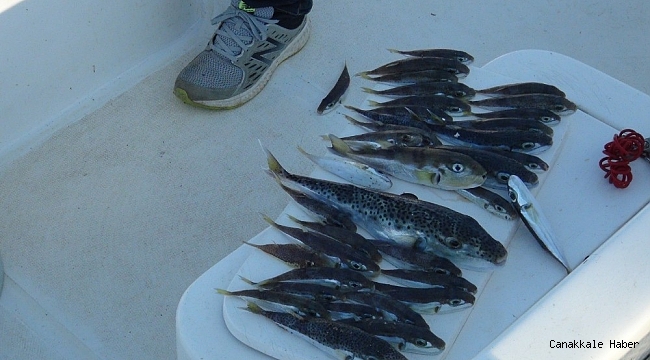 Amatör balıkçılar da balon balığı desteği istiyor