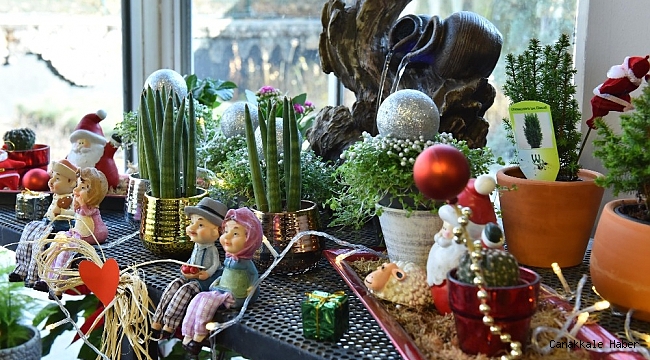 ANFA Bitki Evi&#039;nde yeni yıl çiçekleri Başkentlileri bekliyor