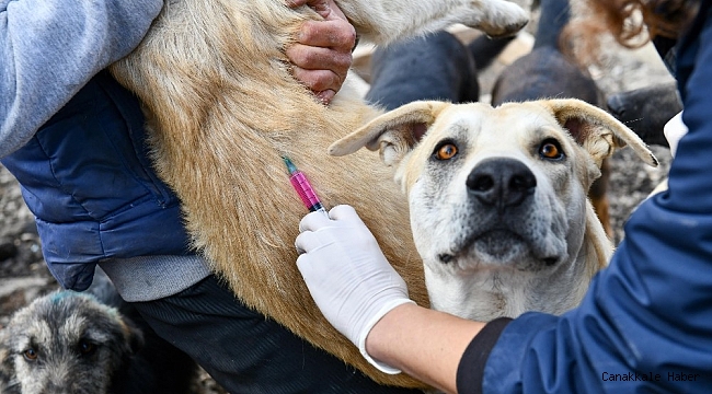 Ankara Büyükşehir Belediyesi tarafından gönüllü hayvansever barınaklarında kuduz aşısı kampanyası başlatıldı