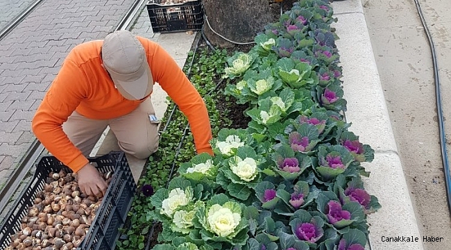 Antalya caddelerine 161 bin adet lale, sümbül, çiğdem soğanı