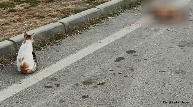 Aracın ezdiği kediyi diğer bir kedi mahzun bakışlarıyla bekledi