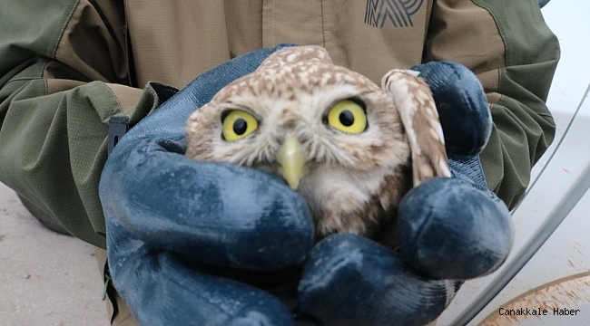 Aracın göğüs kısmına sıkışan yaralı kukumav kuşu serviste çıkarıldı