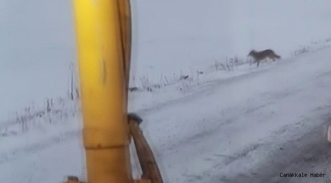 Ardahan&#039;da kurt sürüsü karayoluna indi