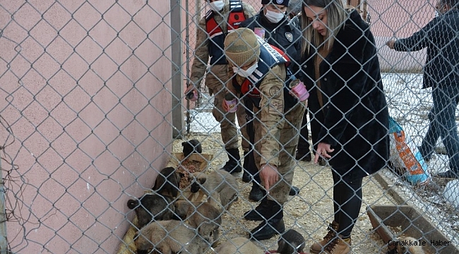 Ardahan&#039;da sahipsiz sokak hayvanları emin ellerde