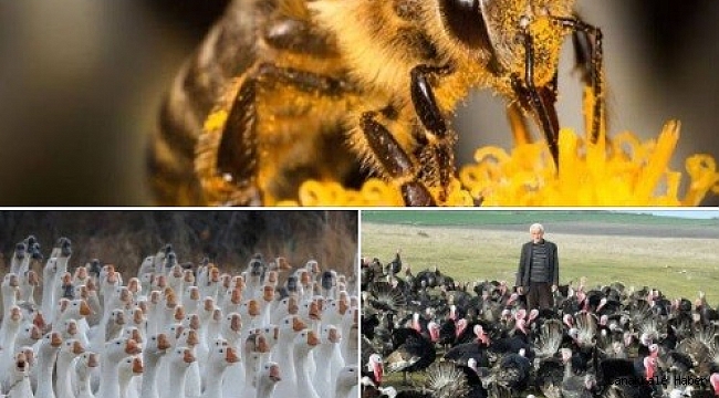 Arıcılık, kaz ve hindi yetiştiriciliği yatırımlarına destek