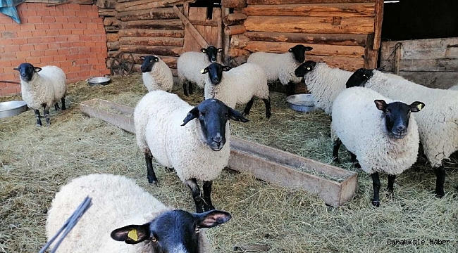 Artvin&#039;e özgü bijik koyununun yok olmaması için harekete geçtiler