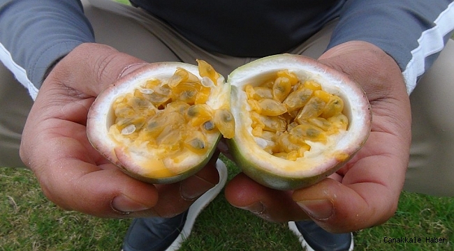 Aşk meyvesi olarak biliniyor, tanesi 20 liradan satılıyor