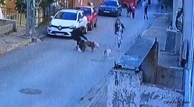 Ataşehir'de pitbull dehşeti kamerada