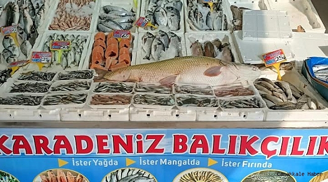 Atatürk Barajında yine dev turna balığı yakalandı