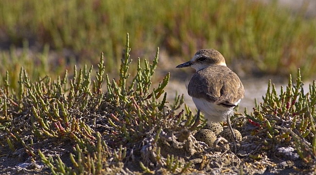 Avrupa&#039;da üreyen kuş türlerinin 313&#039;ü Türkiye&#039;de de ürüyor