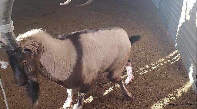 Ayağı kırık dağ keçisi tedavi altına alındı