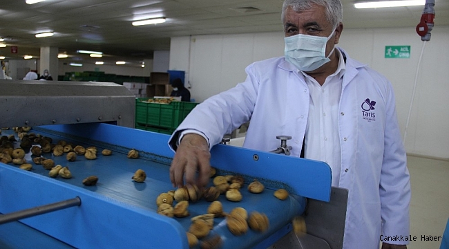 Aydın incirine olan talep her geçen gün artıyor