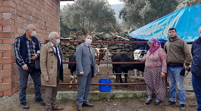 Aydın&#039;da Manda Boğası dağıtımı yapıldı