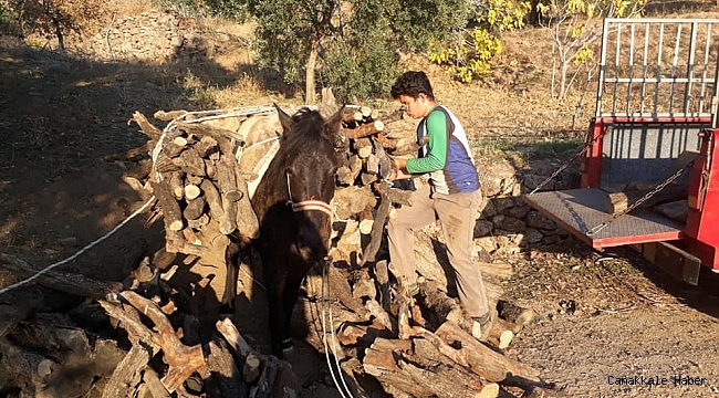 Aydın&#039;da soğuklar başladı vatandaş yakacak derdine düştü