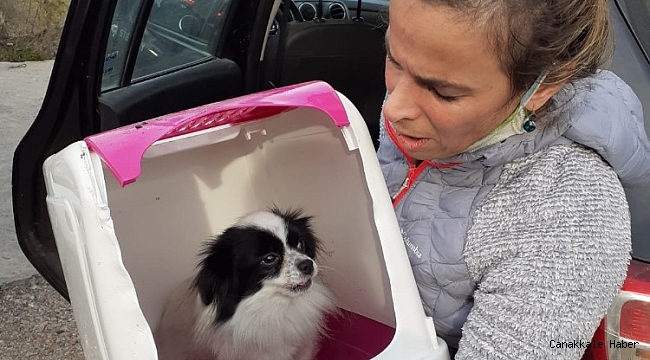 Ayvalık&#039;ta yanan evden sevimli köpek kurtarıldı