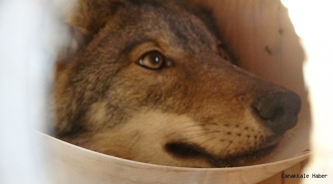 Bacağı kırılan kurt tedaviye alındı