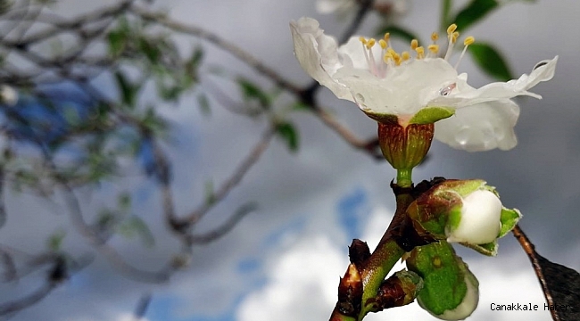 Badem ağaçları çiçek açtı