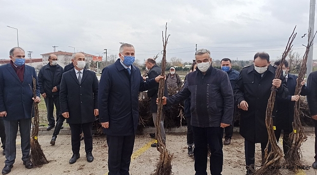 Bafra&#039;da üreticilere 2 bin 500 ceviz fidanı dağıtıldı