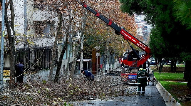 Bağcılar&#039;da ağaçlara kış bakımı yapılıyor