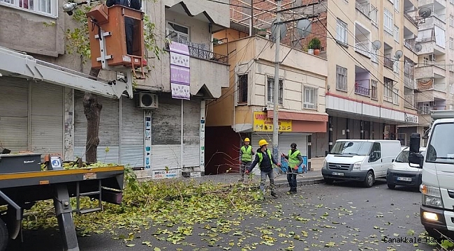 Bağlar&#039;da kuruyan dallar temizlenerek ağaçlar canlı tutuluyor