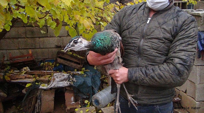 Bahçesinde bulduğu tavus kuşunu yetkililere teslim etti