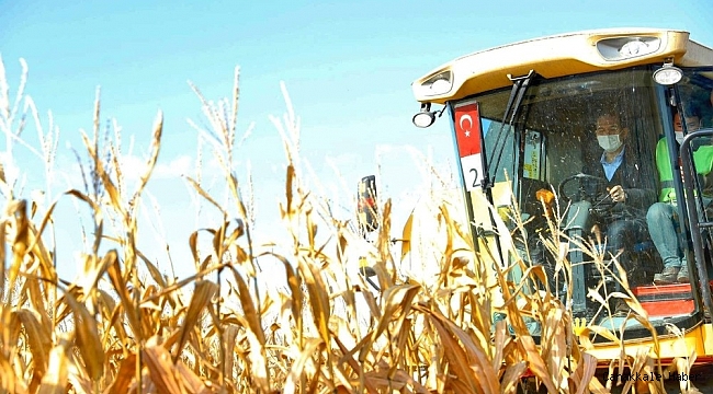 Bakan Soylu Şanlıurfa'da biçerdöverle mısır hasadı yaptı