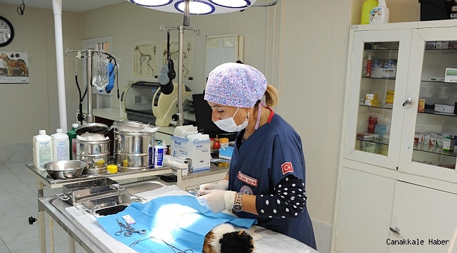 Balçova'nın can dostları emin ellerde