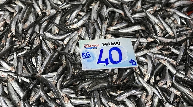 Balık fiyatları cep yakıyor
