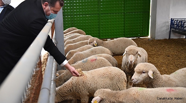 Balıkesir&#039;in ilk tescilli kuzuları dünyaya geldi