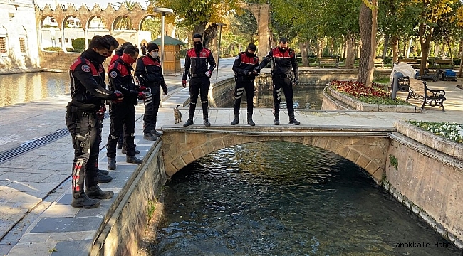 Balıklıgöl&#039;deki balıkları polisler besledi