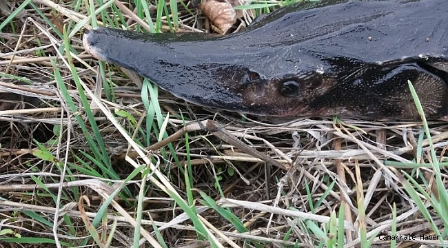 Barajda &quot;yaşayan fosil&quot; yakaladı