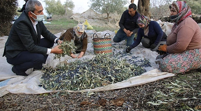 Başkan Kaplan&#039;dan zeytin hasadı yapan üreticilere sürpriz ziyaret