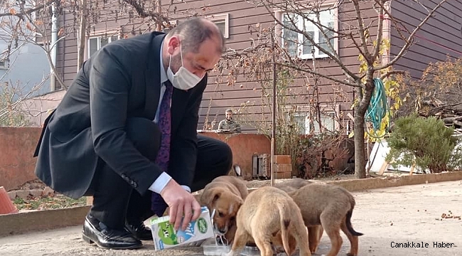 Başkan kısıtlamada sokak köpeklerini sütle besledi