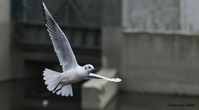 Başkent Ankara&#039;nın martıları