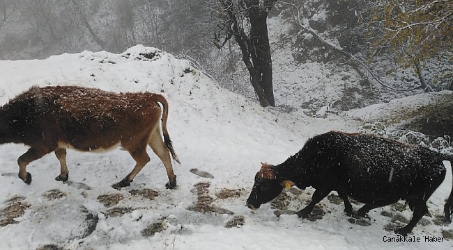Batman&#039;da kar çilesi başladı
