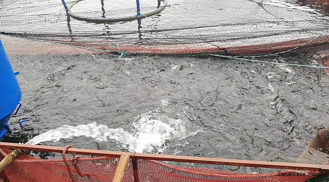 Bayburt&#039;tan Karadeniz&#039;e yavru alabalık ihracatı