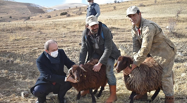 Bayburt'un yüksek rakımlı meraları artık boş değil