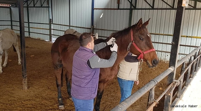 Bilecik&#039;te atlara çip takılarak, büyükbaş hayvanlarda şap aşılaması yapıldı