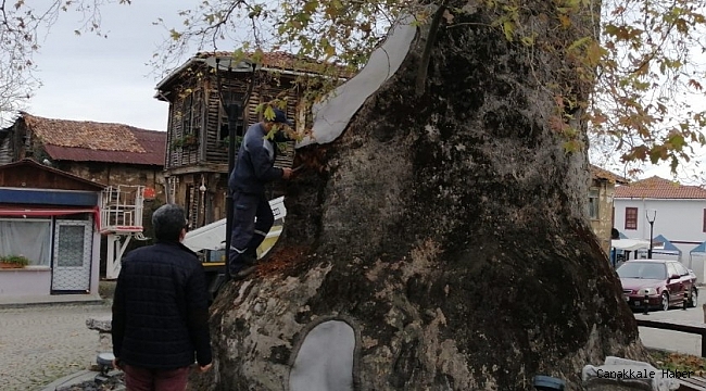 Bin 230 yıllık çınar ağacının bakımı yapıldı