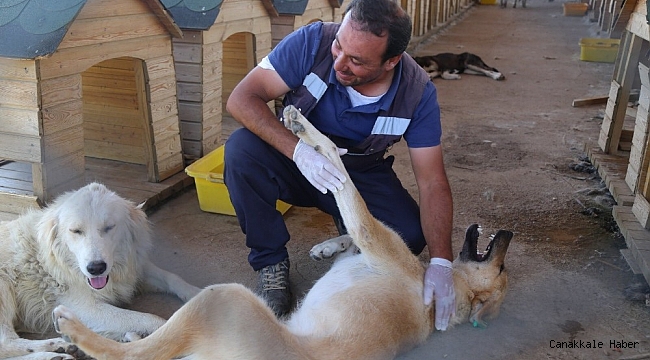 Bingöl'de 110 sokak hayvanı sahiplendirildi