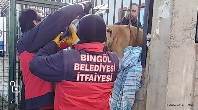 Bingöl&#039;de demir parmaklıklara sıkışan köpek kurtarıldı