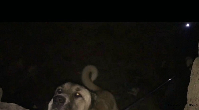 Bingöl&#039;de metruk yapıda zincirle bağlanan köpek kurtarıldı